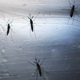 Ilustración para el artículo titulado Miles de mosquitos genéticamente modificados se acaban de liberar en Estados Unidos